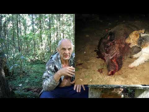 Видео: О Собачках,  в жизни и на охоте. Рассуждалки.