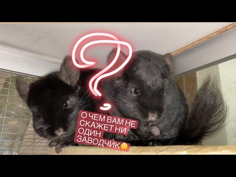 Видео: Как ссадить ОДНОПОЛЫХ шиншилл? Реально ли это?