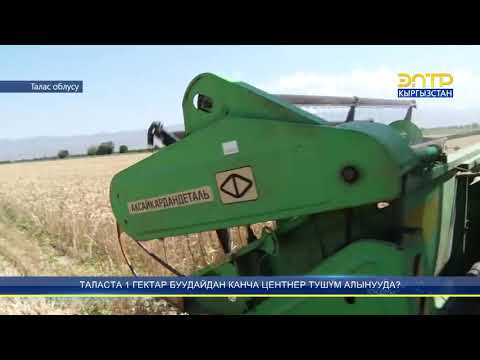 Видео: ТАЛАСТА 1 ГЕКТАР БУУДАЙДАН КАНЧА ЦЕНТНЕР ТУШҮМ АЛЫНУУДА?