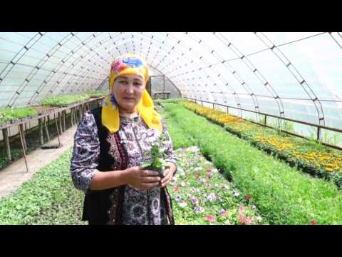 Видео: Гүл бизнести кантип алып кетүү жолдору 19.04.17