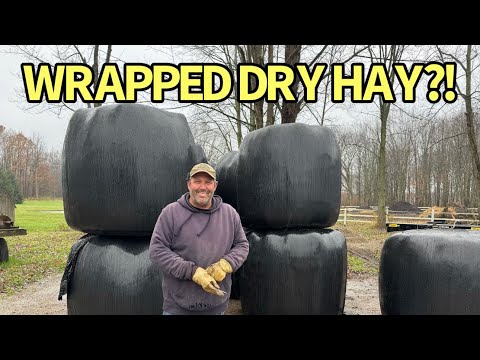 Видео: Я завернул сухое сено… Вот что получилось