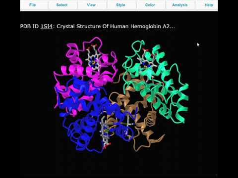 Видео: Трёхмерное строение молекулы гемоглобина человека "взрослого" типа (HbA2)
