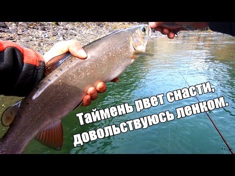 Видео: Рыбалка на Алтае - таймень рвет леску/ЛЕНОК, хариус/Штурм реки Аргут на лодках Солар +Tohatsu, Выдра