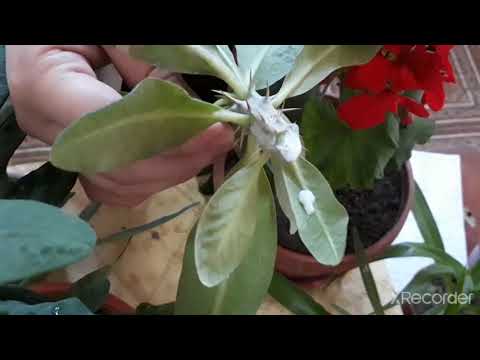 Видео: Малачай (она мехри) гулини купайтириш ва парваришлаш усули!