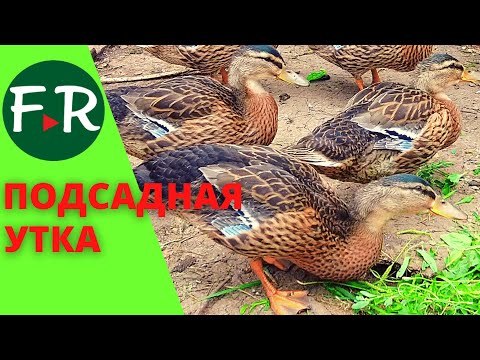 Видео: Зачем разводят подсадную утку? Эдуард Миронов. Татарстан.