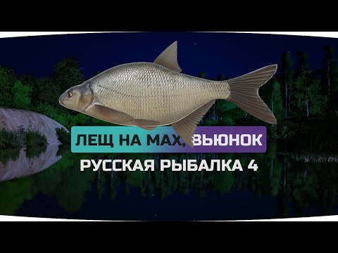 Видео: Фарм ЛЕЩА на Вьюнке ● На МАХИ ● Русская Рыбалка 4