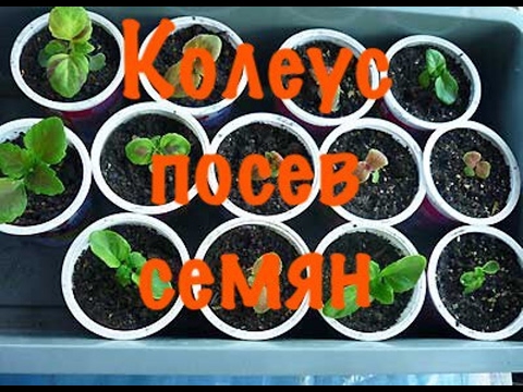 Видео: Колеус.Выращивание из семян. Как  вырастить колеус в домашних условиях.