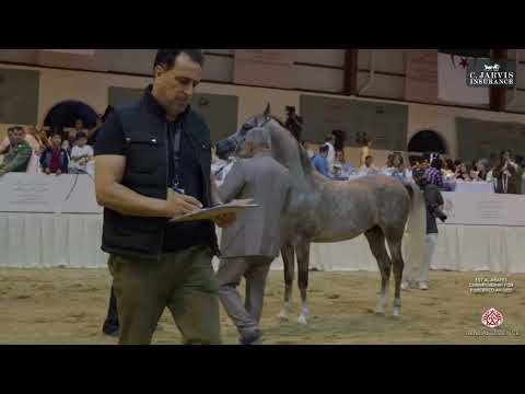 Видео: 1-й чемпионат Аль-Асайель по чистокровным лошадям AH 2025, класс 4