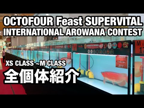 Видео: Представляем всех рыб класса XS–M. OCTOFOUR Arowana Contest Fish Introduction
