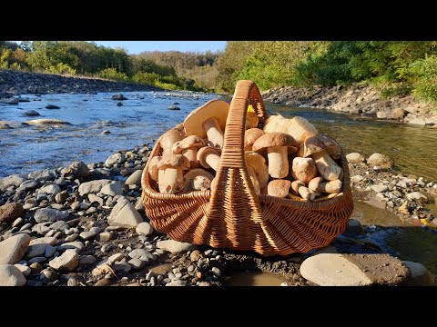 Видео: НЕТРОНУТЫЙ ЛЕС В ГОРАХ ! БЕЛЫЕ ГРИБЫ В ГОСТЯХ У МЕДВЕДЕЙ ! КАВКАЗ СЕРИЯ 5 ! Грибы 2021 !