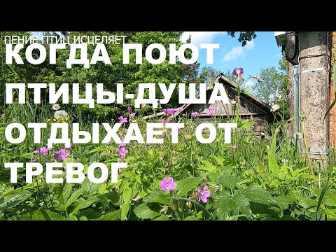 Видео: ЛЕСНЫЕ ПТИЦЫ-ПОСЛАННИКИ НЕБА И ХОРОШИЕ ДОКТОРА.КОГДА ПОЮТ ПТИЦЫ ДУША ОТДЫХАЕТ ОТ ТРЕВОГ.