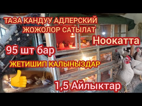 Видео: ТАЗА КАНДУУ АДЛЕРСКИЙ ЖОЖОЛОР САТЫЛАТ НООКАТТА 1,5 АЙЛЫКТАР 95 ШТ БАР 👍😊