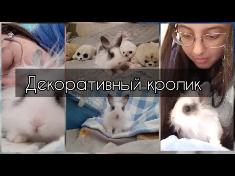Видео: Завели ДЕКОРАТИВНОГО КРОЛИКА | Жизнь с кроликом