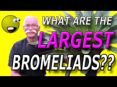 Видео: Какие бромелиевые самые большие?