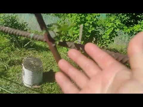 Видео: ежевика обзор ,подсказки, Великий Новгород 25.05.2024