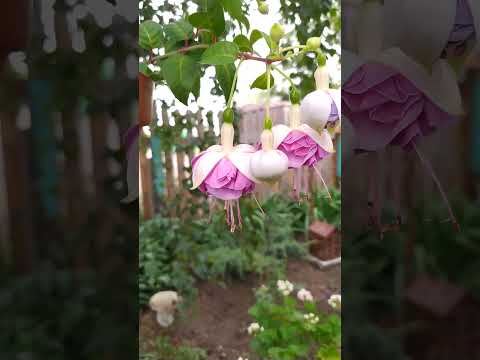 Видео: #фуксия #garden #flowers