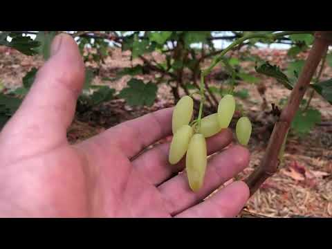 Видео: Азия г/ф винограда. Что с ней?