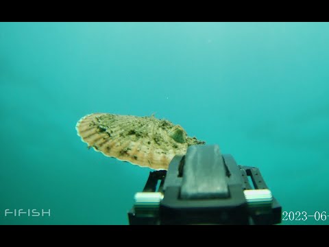 Видео: Гребешок подводным дроном собираю