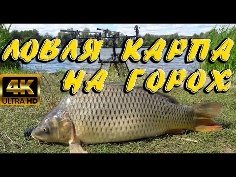 Видео: Карповая рыбалка. Ловля карпа на горох!