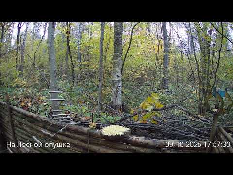 Видео: 🍂ОКТЯБРЬ в ЛЕСУ онлайн #Relaxing #природа #звуки леса #птицы #погода🍁