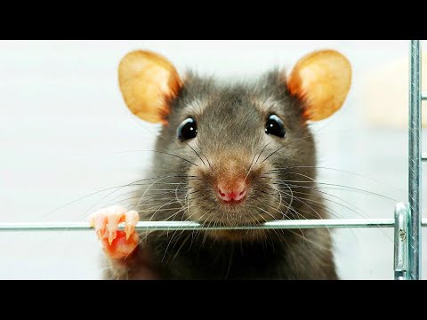 Видео: О чем говорит одно из самых умных животных на планете?