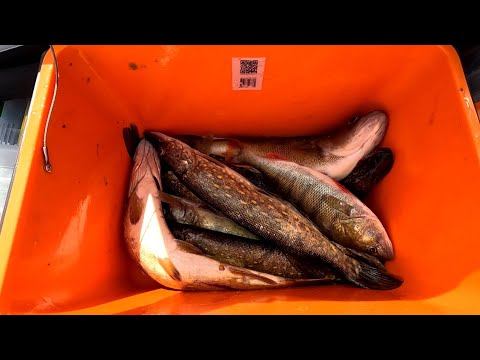 Видео: Поводок для щуки ИМЕЕТ ЗНАЧЕНИЕ! Хард моно против струны. Рыбалка на спиннинг вдоль травы.