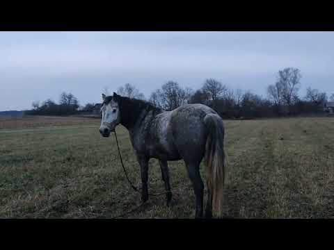 Видео: 🤔Наши Лошади переезжают в новое место 🐎
