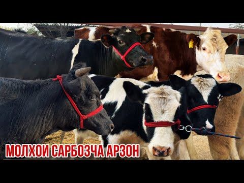 Видео: Гуночинои якум сорт Сементал чорное пестрие ферма Сарбозча 7 ноября 2025 г.