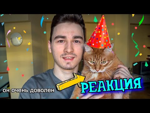 Видео: РЕБОРН СМОТРИТ ► Отмечаем День Рождения Тигры ► РЕАКЦИЯ НА TheBrianMaps