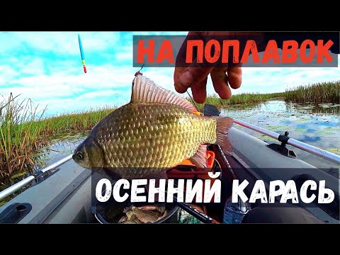Видео: ТАКИХ Таскать ПРИЯТНО! Вот Это КАРАСИ!!!  Рыбалка на поплавок Осенью.