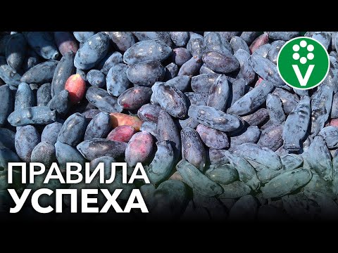 Видео: ЯГОДА ВЕЧНОЙ МОЛОДОСТИ - ЖИМОЛОСТЬ. Золотые правила успешного выращивания