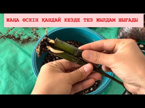Видео: 2-3 әдіспен ДОЛЛАРДЫҢ ӨСКІНІН ОЯТАМЫЗ🌱ТЕЗ ӘРІ ОҢАЙ✅ЖАСАП ӨСІР💯#доллар #замиокулькас #бөлмегүлдері