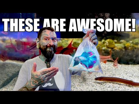 Видео: ВАМ НУЖНО ПОСМОТРЕТЬ НА ЭТИХ РЫБОК! Распаковка живой рыбы!