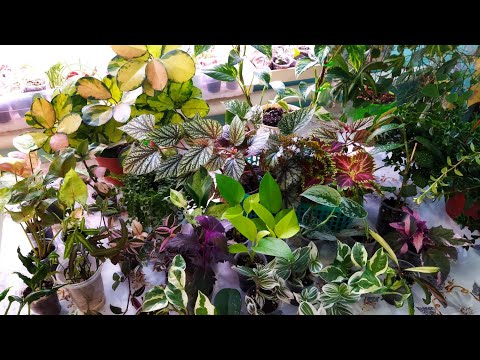 Видео: Излишки растений 🌿🌸🌱/ Не актуально