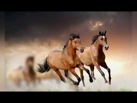 Видео: Жылқылар туралы қызықты мәліметтер