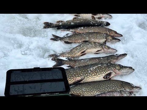 Видео: КЛЁВ  ЩУКИ 23 ФЕВРАЛЯ на лесном озере в Карелии.