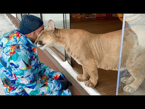 Видео: Этот кот будто человек! Пума Месси не придаёт своих принципов, даже в такой ситуации!