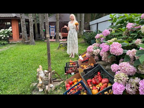 Видео: Моя коллекция томатов , моя любовь, вкусное и полезное хобби , маленький бизнес 