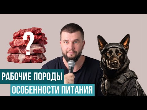 Видео: Питание рабочих пород собак