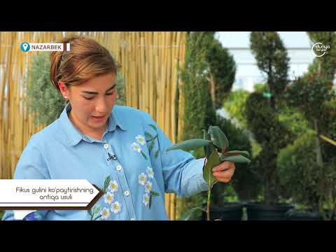 Видео: Фикус гулини кўпайтиришнинг антиқа усули Ficus