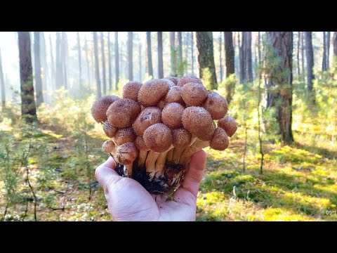 Видео: Гриби в туманному листопадовому лісі — пошук польських, білих грибів і рядовок #boletus, #mushroom