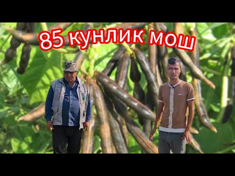 Видео: 10 гектар майдонга экилган Агрика мош уруғларининг 85 кунлик холати 2-қисм