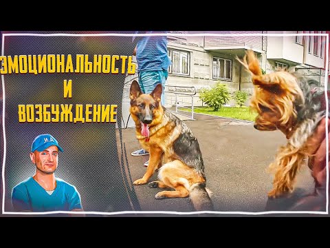 Видео: Эмоциональность и возбуждение