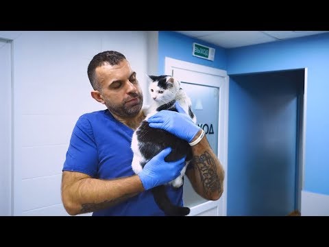 Видео: О профессии ветеринара, экзотических животных и о восхождении на Эльбрус –  Григорий Чегодаев