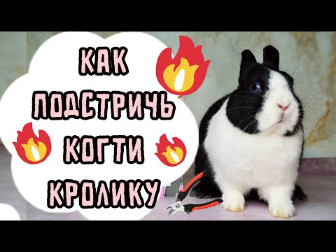 Видео: КАК ПОДСТРИЧЬ КОГТИ КРОЛИКУ В ДОМАШНИХ УСЛОВИЯХ | КАК СТРИЧЬ КОГТИ ДЕКОРАТИВНОМУ КРОЛИКУ