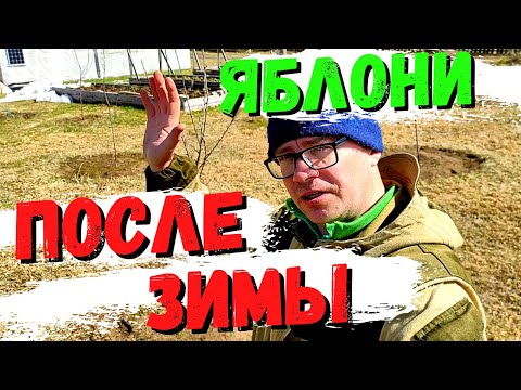 Видео: СДЕЛАЙТЕ ТАК и ваши ЯБЛОНИ не ЗАМЁРЗНУТ ЗИМОЙ 100% #21