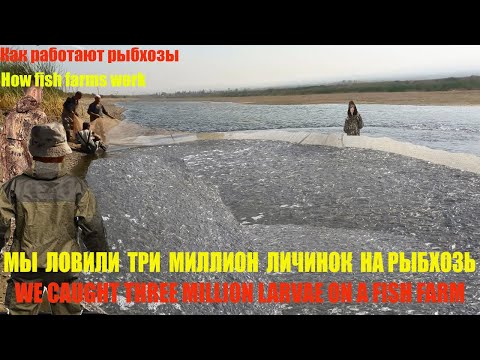 Видео: Сегодня мы ловили три миллион личинок  на рыбхоз (Как работают рыбхозы)