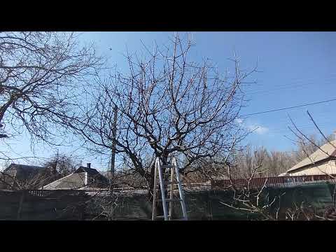 Видео: Как понижать крону на больших деревьях вишни, черешни.