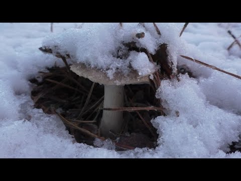 Видео: В ПОИСКАХ ЧАГИ И ГРИБОВ! Грибы ноября и как я ЗАВАРИВАЮ ЧАГУ! ГОТОВКА СЕРУШЕК и ГИГРОВОР!