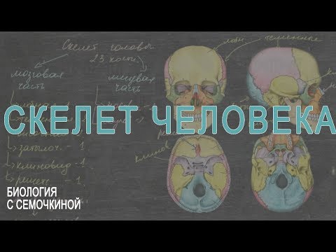 Видео: Скелет человека